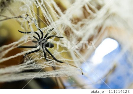 Fake Spider Entangled in Synthetic Cobwebs for Halloween Decor Close-Up 111214128