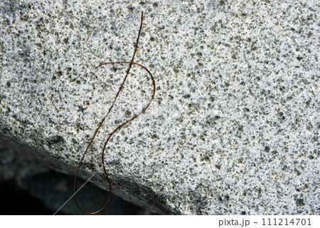 丹沢の中津川でヤマメを釣りあげたら体の中からハリガネムシが出てきた 丹沢の中津川でヤマメを釣りあげたら体の中からハリガネムシが出てきた 111214701