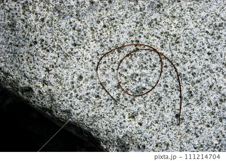 丹沢の中津川でヤマメを釣りあげたら体の中からハリガネムシが出てきた 丹沢の中津川でヤマメを釣りあげたら体の中からハリガネムシが出てきた 111214704