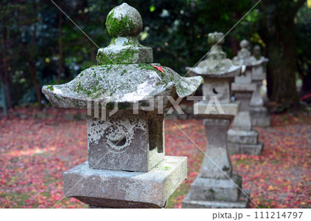 紅葉シーズン箕面瀧安寺弁天堂境内のモミジの落葉-2 111214797