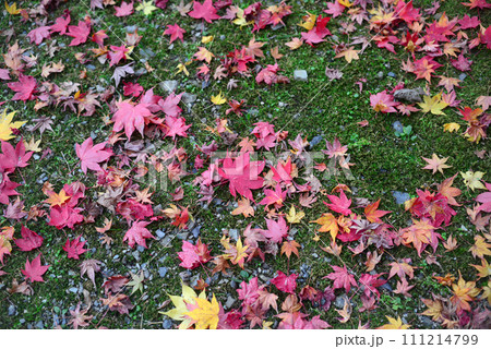 紅葉シーズン箕面瀧安寺弁天堂境内のモミジの落葉-4 紅葉シーズン箕面瀧安寺弁天堂境内のモミジの落葉-4 111214799