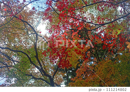 紅葉シーズン箕面山のモミジ-45 111214802