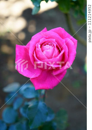 6176 バラ マリア・カラス 6176 バラ マリア・カラス 111214952