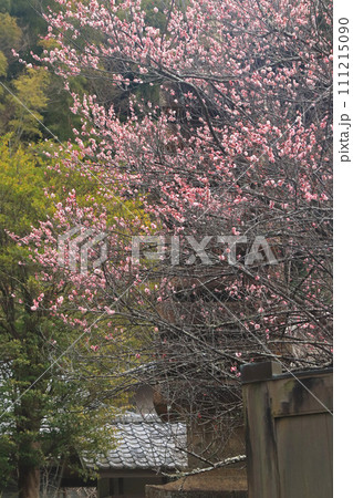 早春 早春 111215090