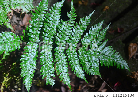 箕面山の羊歯の葉-2 箕面山の羊歯の葉-2 111215134