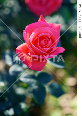 6190　バラ　スーパー・スター 111215138