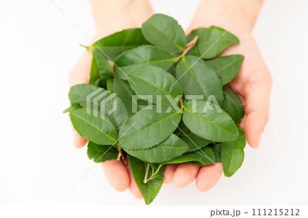 たくさんの緑茶葉を乗せた手 たくさんの緑茶葉を乗せた手 111215212