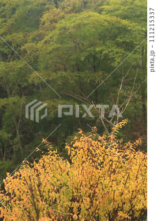 竹林の黄葉 竹林の黄葉 111215337