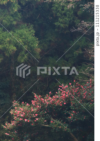 サザンカ サザンカ 111215338