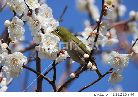 白梅に囲まれて春を楽しんでいるような目白ー弐 111215544