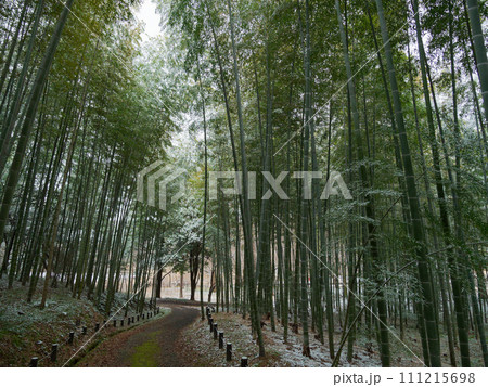 雪の朝 竹林 雪の朝 竹林 111215698