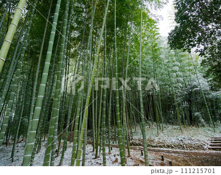 雪の朝　竹林 111215701