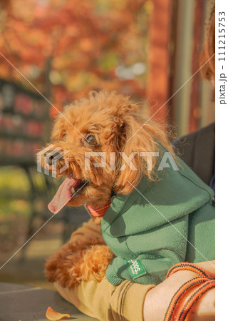 犬　秋　トイプードル 111215753