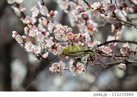 目の周りの白いアイラインが特徴的なめじろー壱 111215860