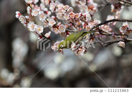 春の風が芳醇な梅の香りをめじろに教えてくれるー壱 春の風が芳醇な梅の香りをめじろに教えてくれるー壱 111215863