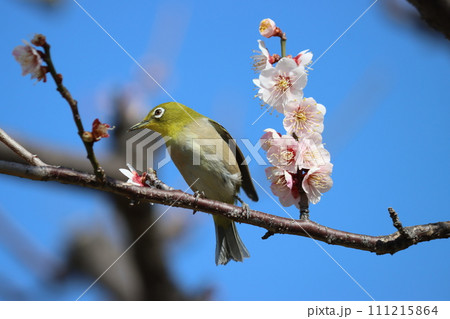 春の風が芳醇な梅の香りをめじろに教えてくれるー弐 春の風が芳醇な梅の香りをめじろに教えてくれるー弐 111215864
