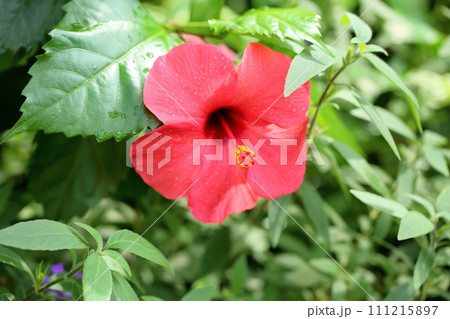 ハイビスカスの花 111215897