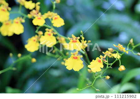 オンシジュウムの花 111215902