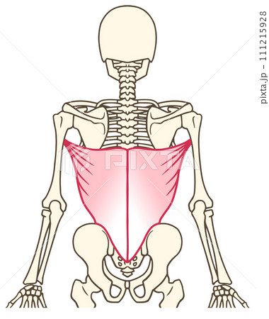 広背筋 広背筋 111215928