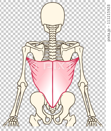 広背筋 広背筋 111215928
