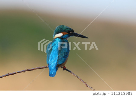 埼玉県比企郡川島町の越辺川白鳥飛来地　川原の枝にとまるカワセミ 111215985