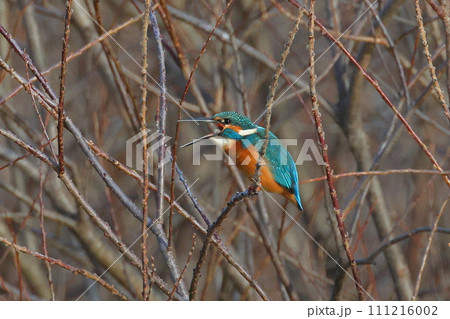 埼玉県比企郡川島町の越辺川白鳥飛来地　川原の枝にとまり飲み込んだ小魚を吐き出すカワセミ 111216002