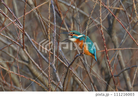 埼玉県比企郡川島町の越辺川白鳥飛来地　川原の枝にとまり飲み込んだ小魚を吐き出すカワセミ 111216003