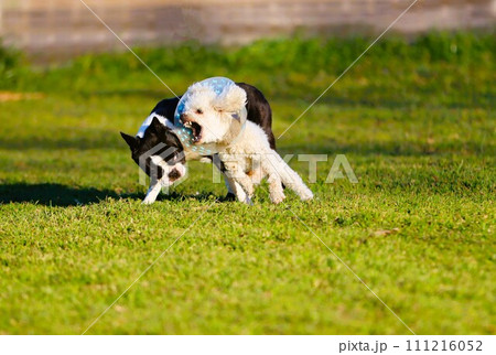 野原のドックランでじゃれ合うボストンテリアのマイティとトイプードルのベイリー♡ 111216052