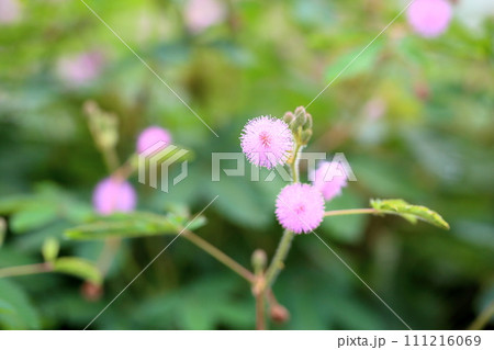 オジギソウの花 オジギソウの花 111216069
