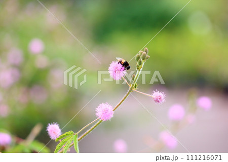 オジギソウの花 オジギソウの花 111216071