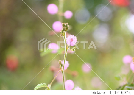 オジギソウの花 オジギソウの花 111216072