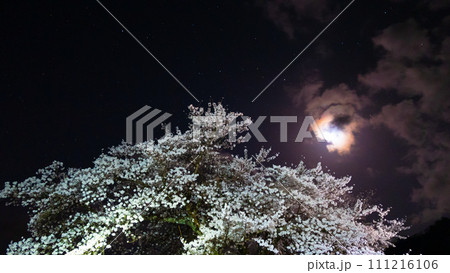 桜と月 111216106