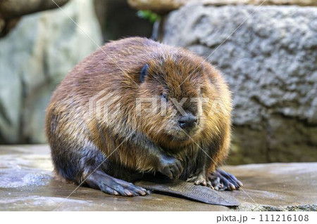 食事中のアメリカビーバー　神戸どうぶつ王国　兵庫県神戸市 111216108