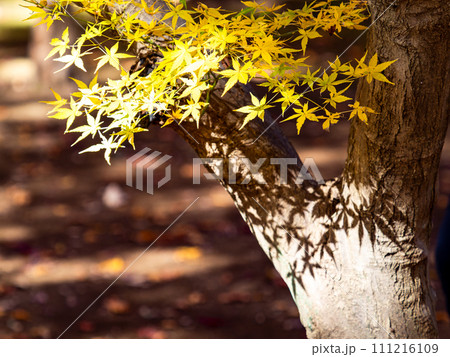 秋の景色　珍しい黄葉のモミジが織りなす光と影 111216109