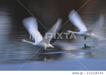 埼玉県比企郡川島町越辺川の白鳥飛来地　川面を助走して飛び立つコハクチョウの流し撮り 111216143