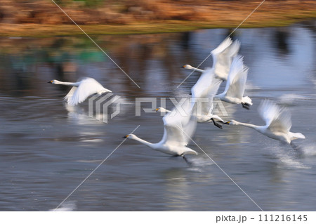 埼玉県比企郡川島町越辺川の白鳥飛来地　川面を助走して飛び立つコハクチョウの流し撮り 111216145