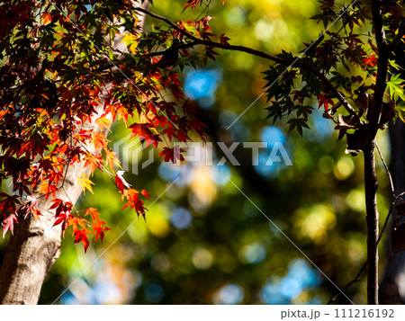 秋の景色 色とりどりの美しい紅葉 秋の景色 色とりどりの美しい紅葉 111216192