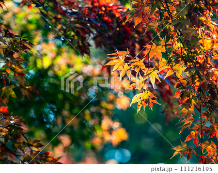 秋の景色　色とりどりの美しい紅葉 111216195