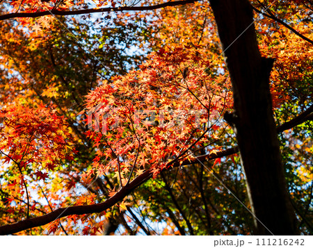 秋の景色　色とりどりの美しい紅葉 111216242