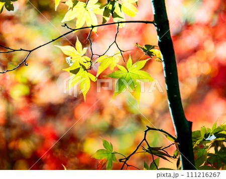秋の景色　色とりどりの美しい紅葉 111216267