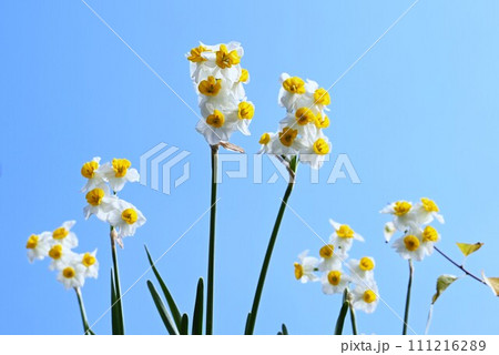 スイセンの花 111216289