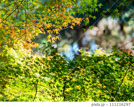 秋の景色　色とりどりの美しい紅葉 111216297