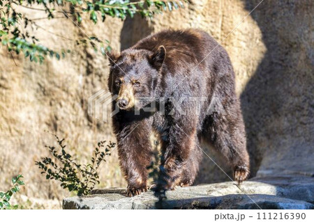 歩き回るアメリカクロクマ 神戸どうぶつ王国 兵庫県神戸市 歩き回るアメリカクロクマ 神戸どうぶつ王国 兵庫県神戸市 111216390