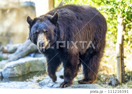 歩き回るアメリカクロクマ 神戸どうぶつ王国 兵庫県神戸市 歩き回るアメリカクロクマ 神戸どうぶつ王国 兵庫県神戸市 111216391