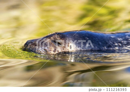 水面から鼻を出すゴマフアザラシ　神戸どうぶつ王国　兵庫県神戸市 111216393