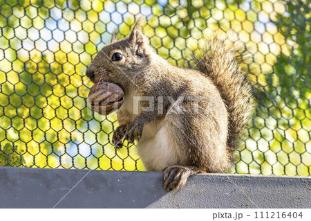 元気なニホンリス　神戸どうぶつ王国　兵庫県神戸市 111216404