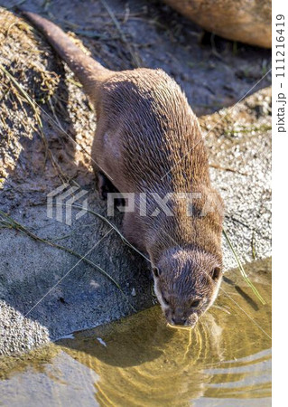元気に遊ぶコツメカワウソ 神戸どうぶつ王国 兵庫県神戸市 元気に遊ぶコツメカワウソ 神戸どうぶつ王国 兵庫県神戸市 111216419