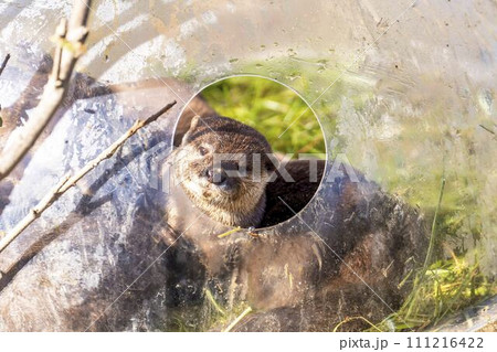 元気に遊ぶコツメカワウソ 神戸どうぶつ王国 兵庫県神戸市 元気に遊ぶコツメカワウソ 神戸どうぶつ王国 兵庫県神戸市 111216422