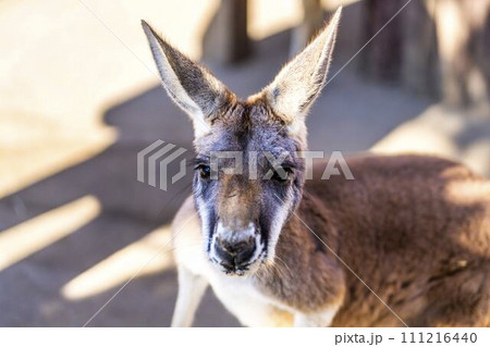 アカカンガルーの顔　神戸どうぶつ王国　兵庫県神戸市 111216440