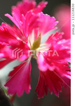 華扇・大文字草の花 111216630